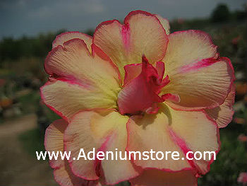 (image for) Adenium Seeds \'Thongnopprakun\' (5 Seeds